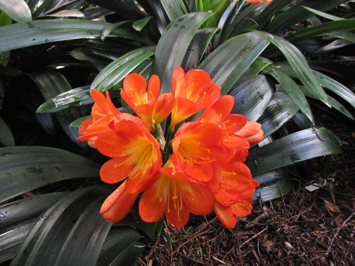 Clivia 1