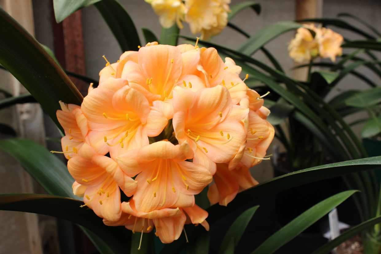 Clivia 10