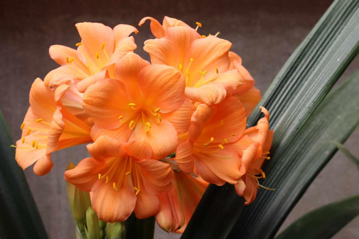 Clivia 11