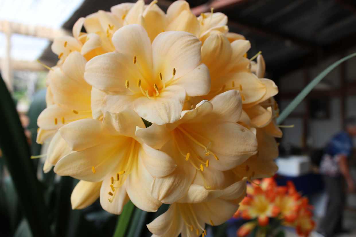 Clivia 12