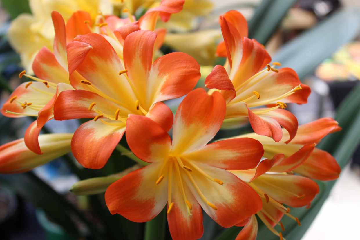 Clivia 13