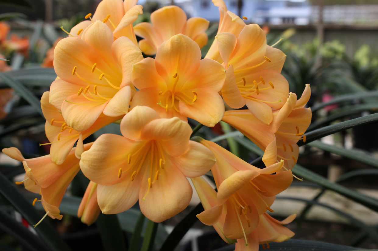 Clivia 14