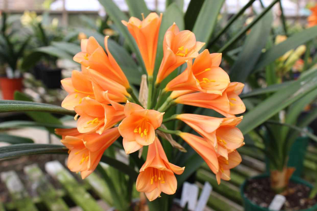 Clivia 15