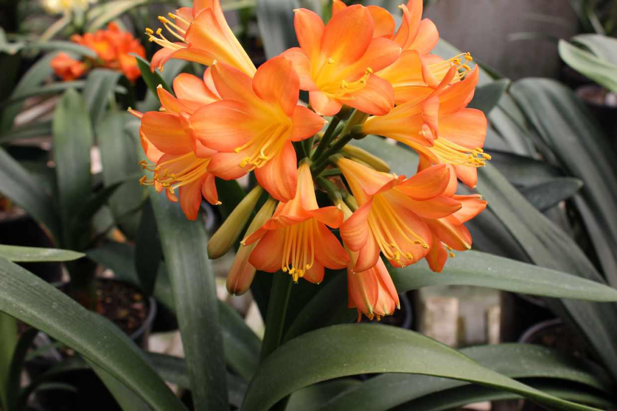 Clivia 16