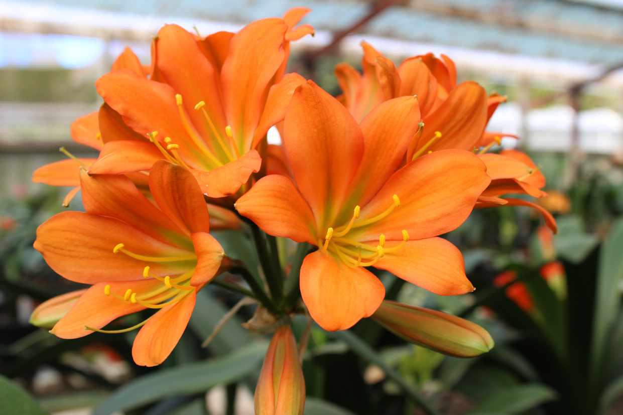 Clivia 17