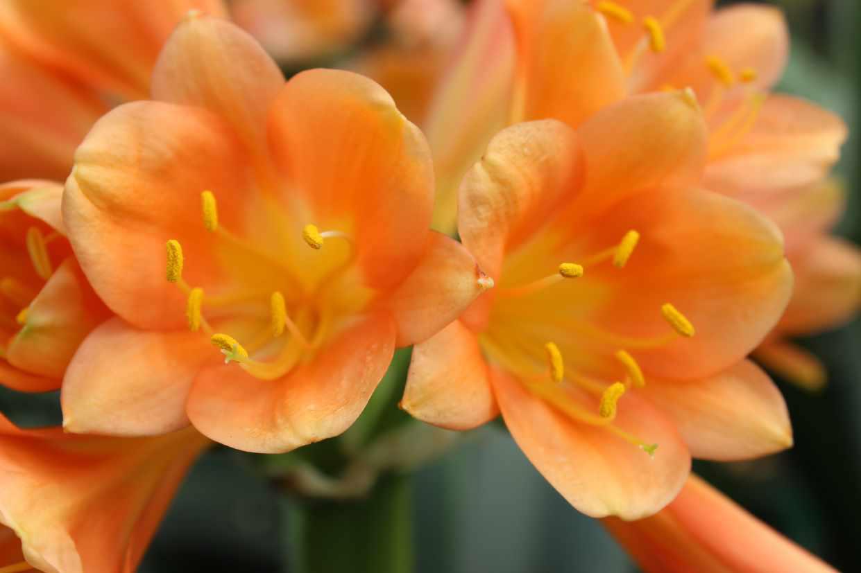 Clivia 18