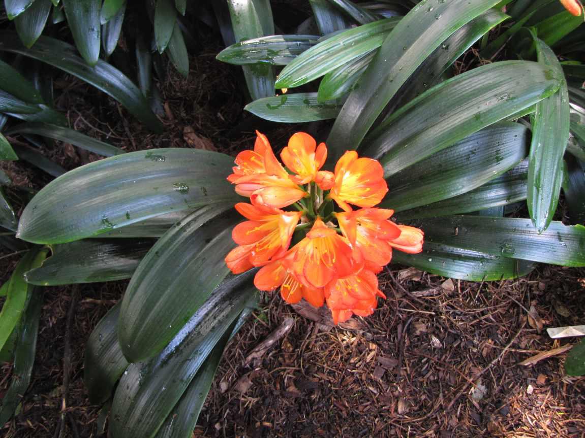 Clivia 2