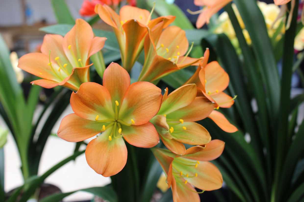 Clivia 3