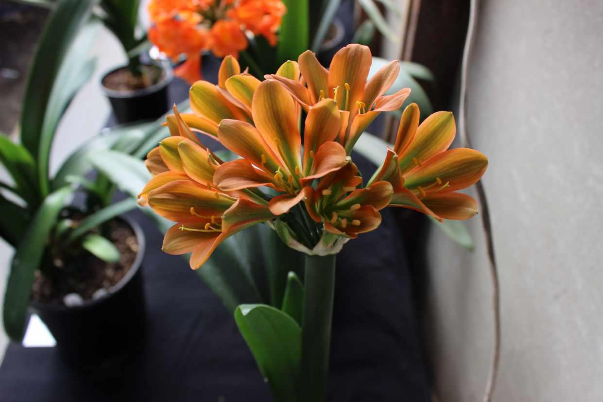 Clivia 5