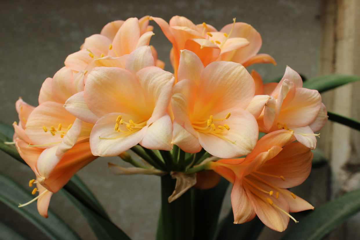 Clivia 6