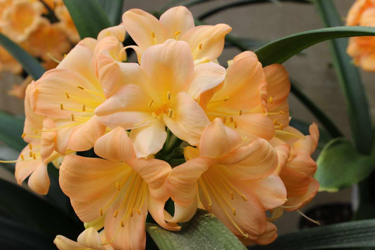 Clivia 7