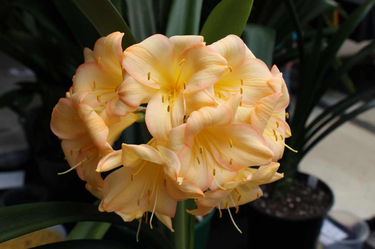 Clivia 8