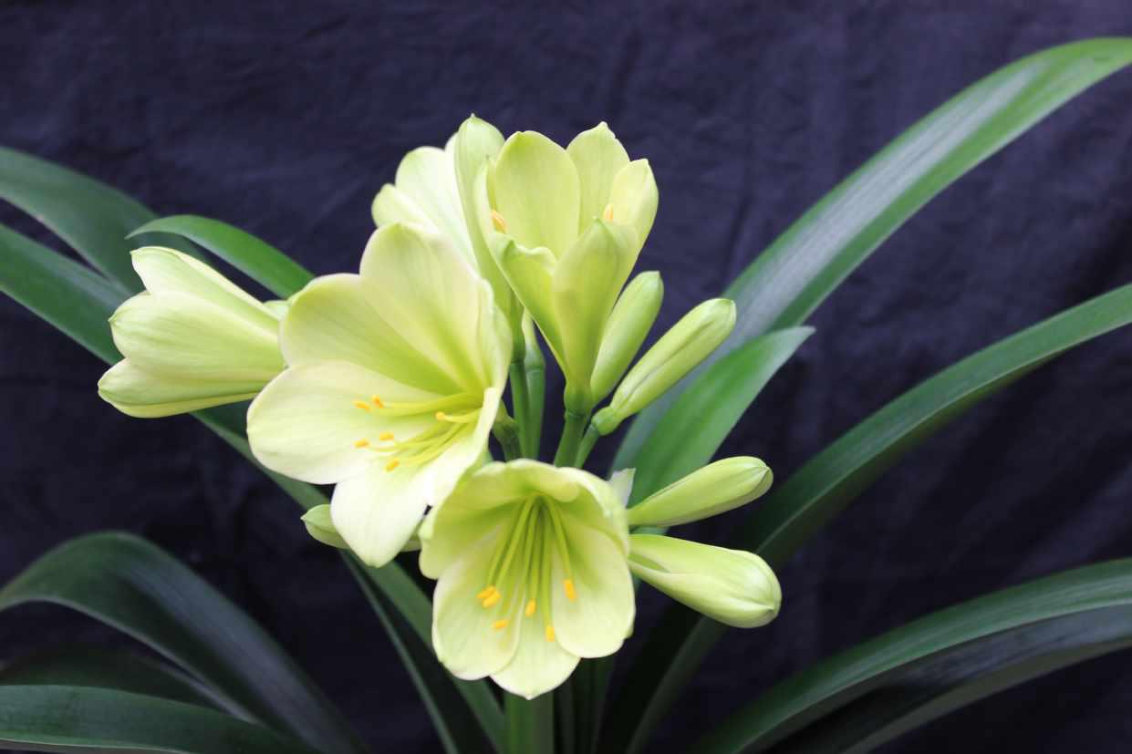 Clivia 9